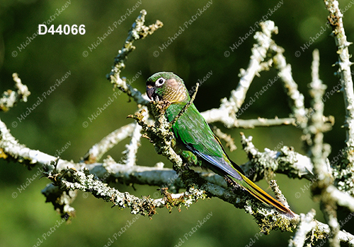 Maroon-bellied Parakeet (Pyrrhura frontalis)